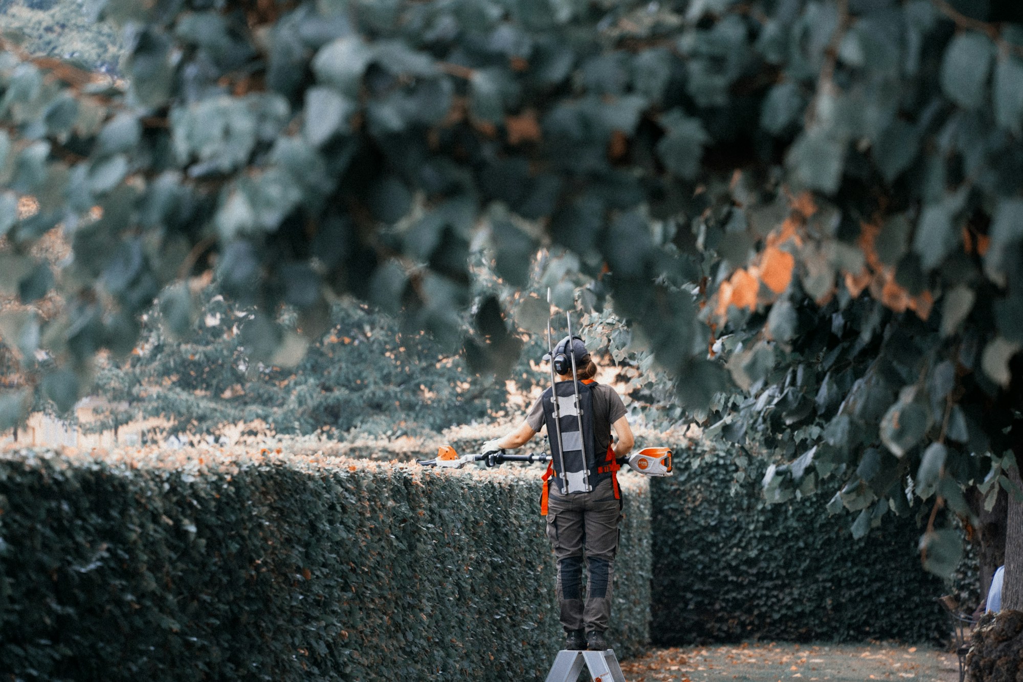 Hedge trimming