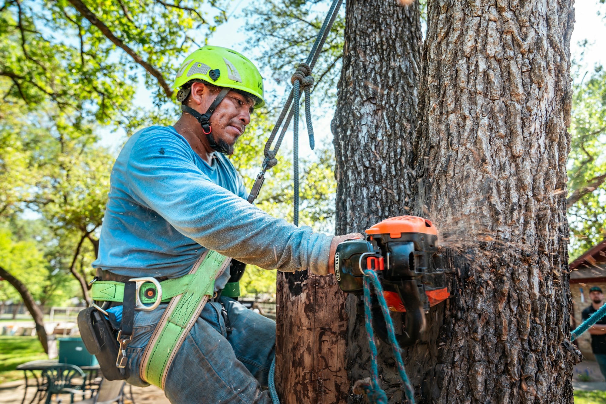 Tree removal